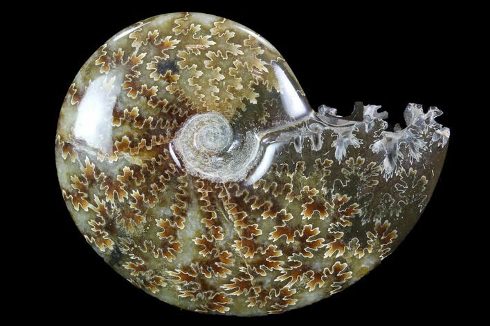 Polished, Agatized Ammonite (Cleoniceras) - Madagascar #97238